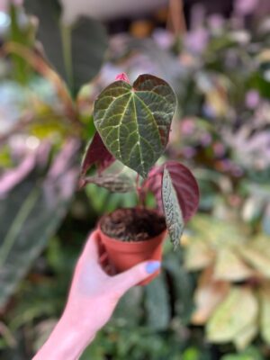 Piper porphyrophyllum