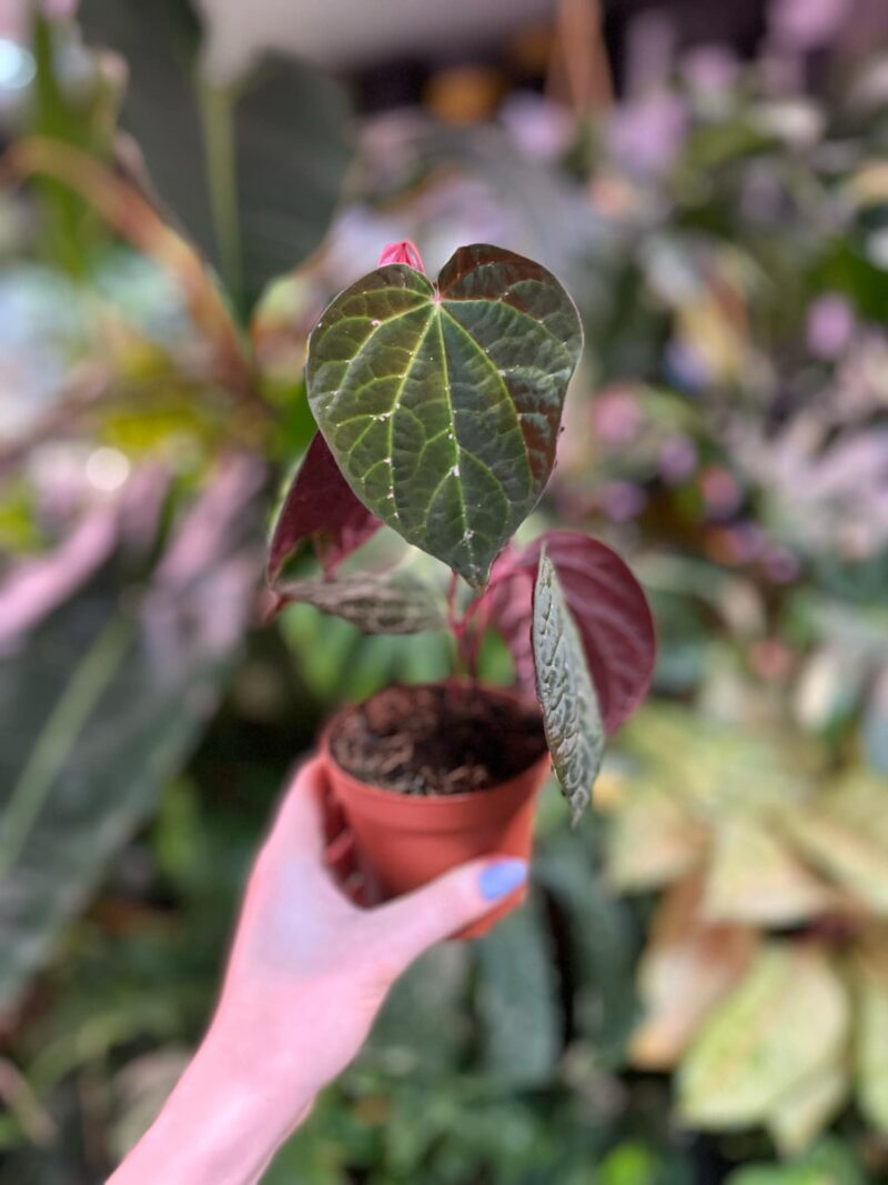 Piper porphyrophyllum