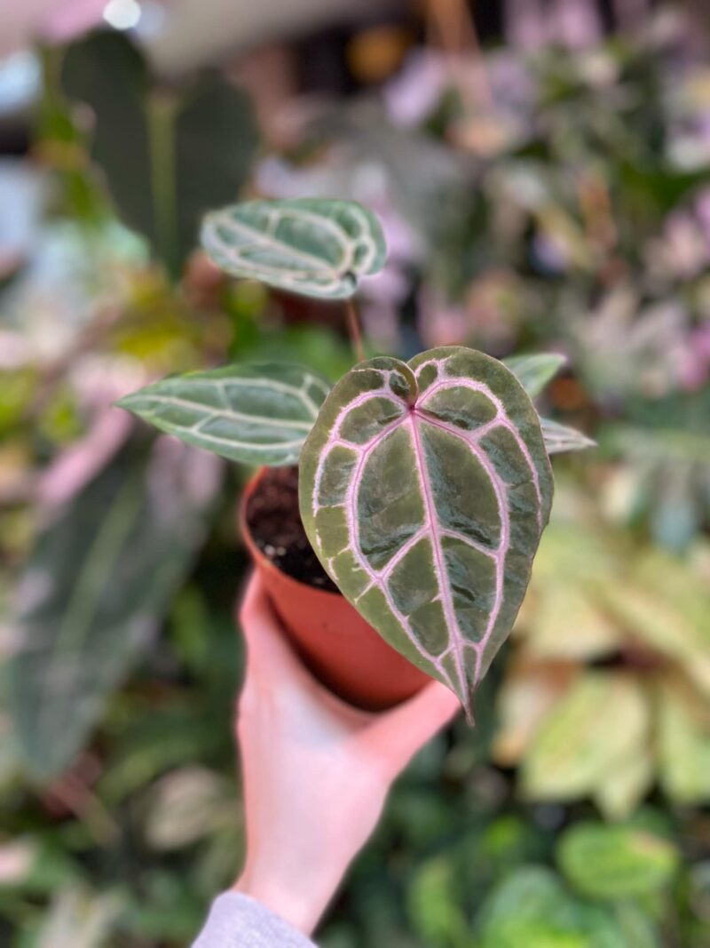 Anthurium Red Crystallinum NSE x Tezula Plants Anthurium Red Crystallinum NSE x Tezula Plants