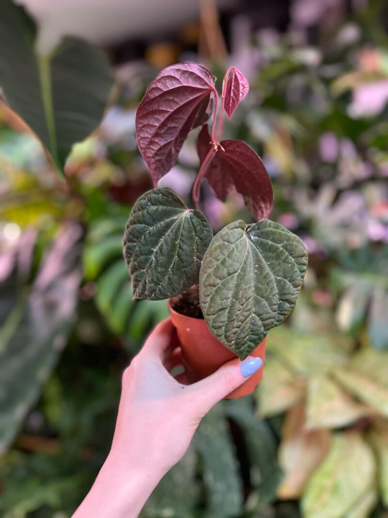 Piper porphyrophyllum