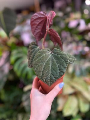 Piper porphyrophyllum