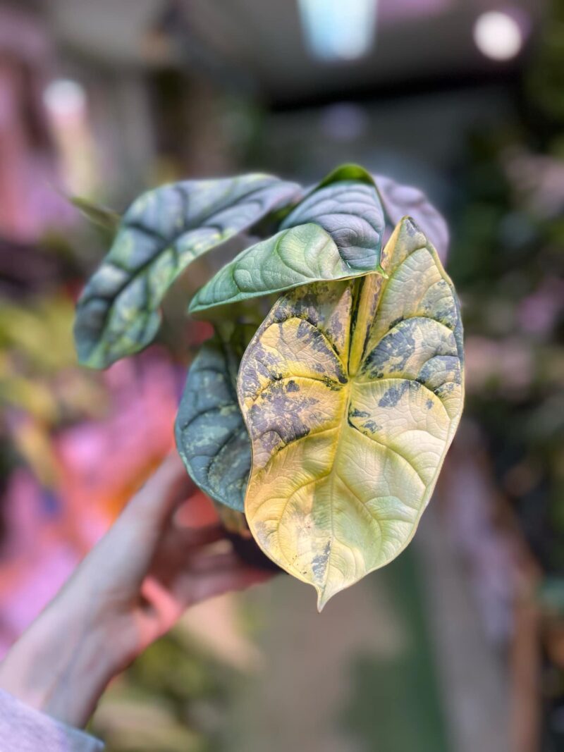 Alocasia Silver Dragon Variegata Aurea Alocasia Silver Dragon Variegata Aurea