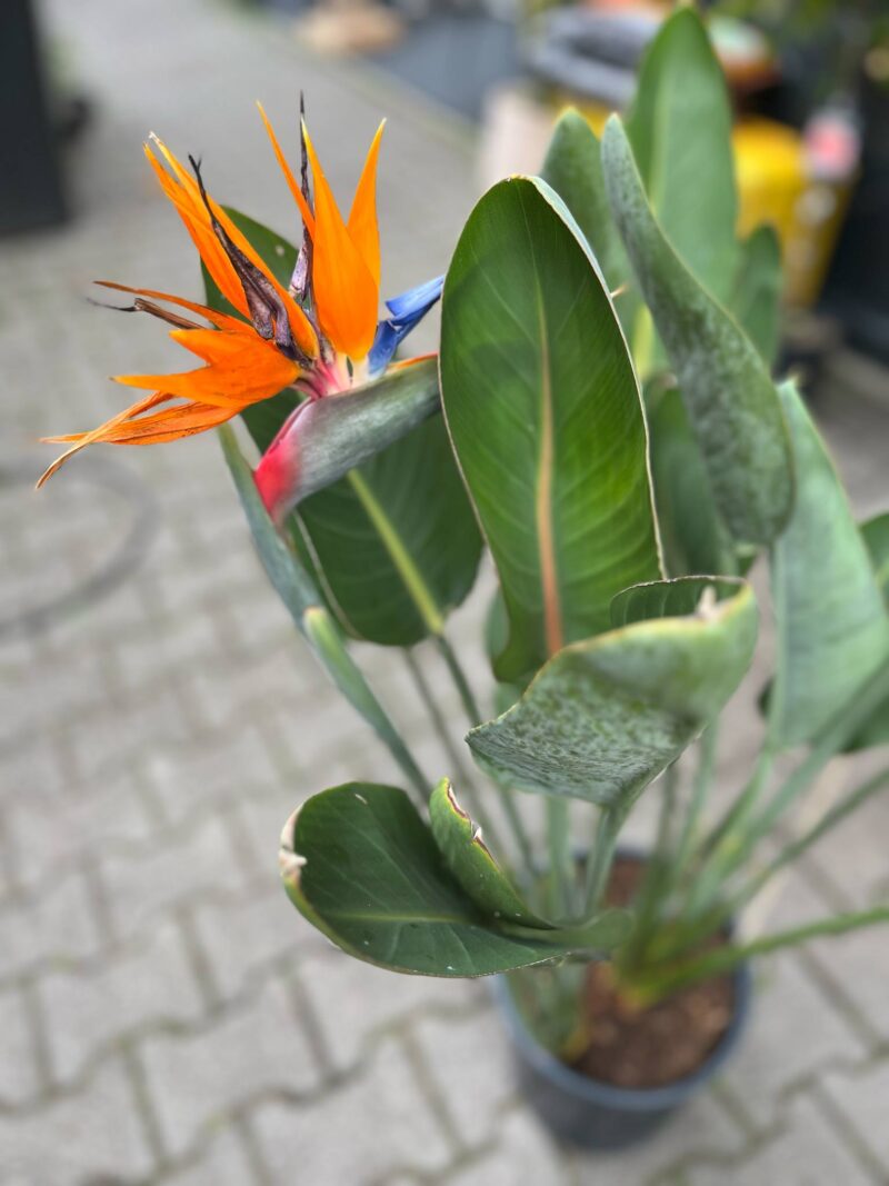Strelitzia reginae – Kwitnący ‘Rajski Ptak’ Strelitzia reginae – Kwitnący ‘Rajski Ptak’