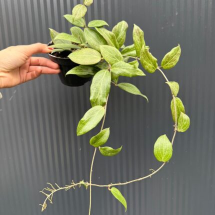 Hoya Fitchii