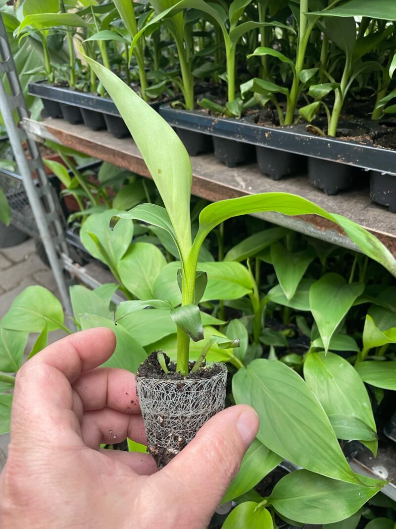 Musa Basjoo
