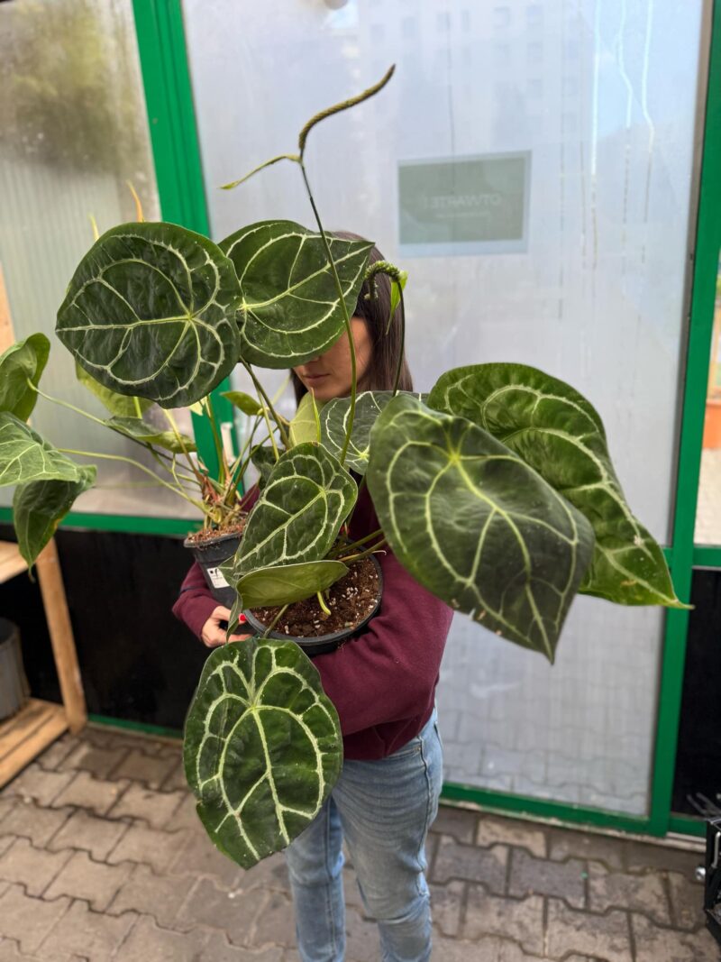 Anthurium Forgetii