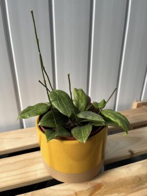 Hoya Fitchii