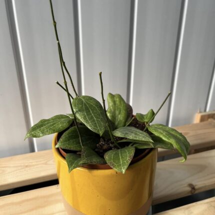 Hoya Fitchii