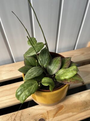 Hoya Fitchii