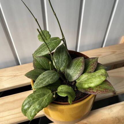 Hoya Fitchii