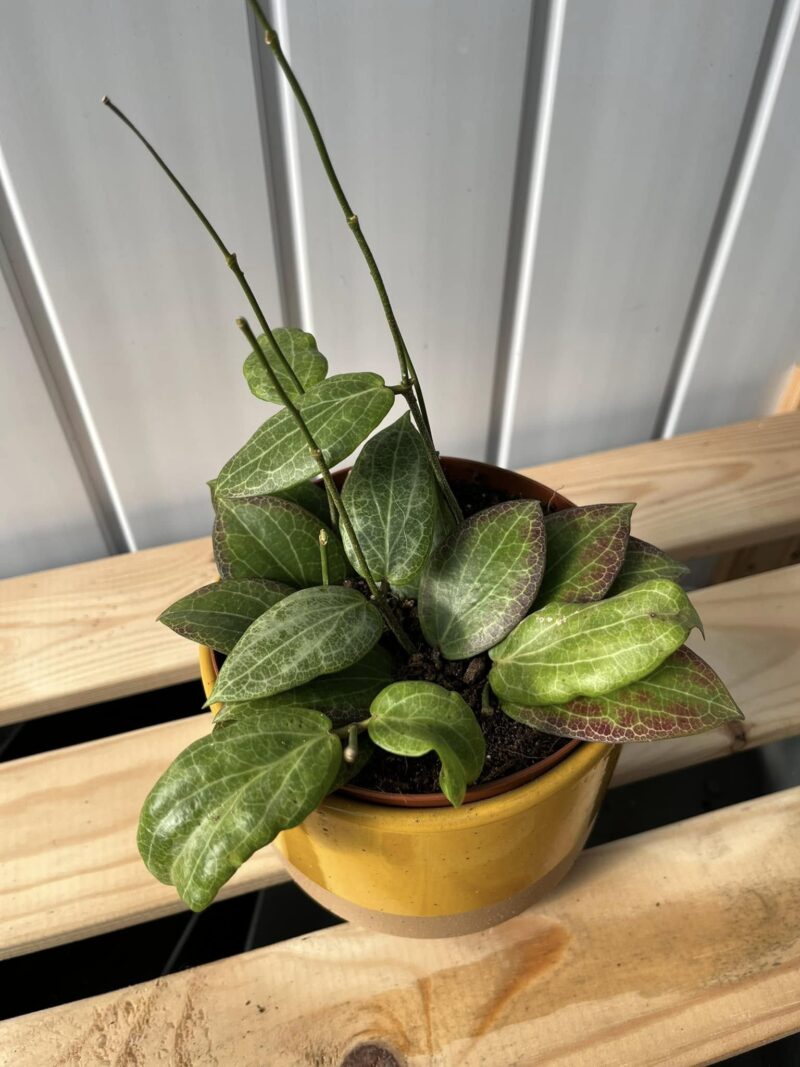 Hoya Fitchii Hoya Fitchii