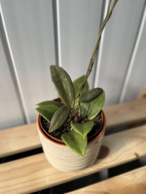 Hoya Wibergiae