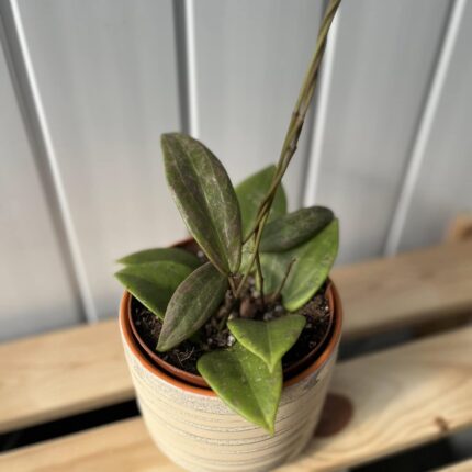 Hoya Wibergiae