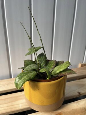 Hoya Fitchii