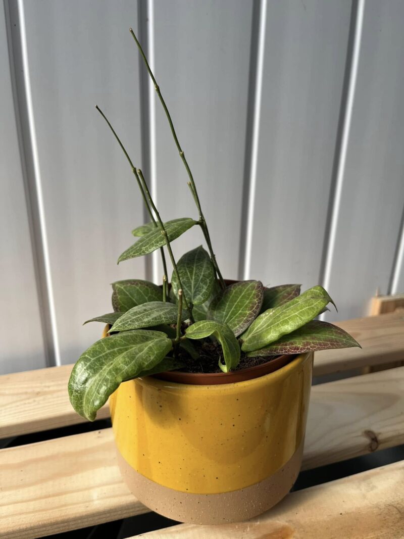 Hoya Fitchii
