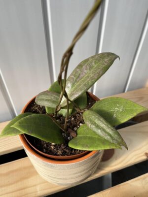 Hoya Wibergiae