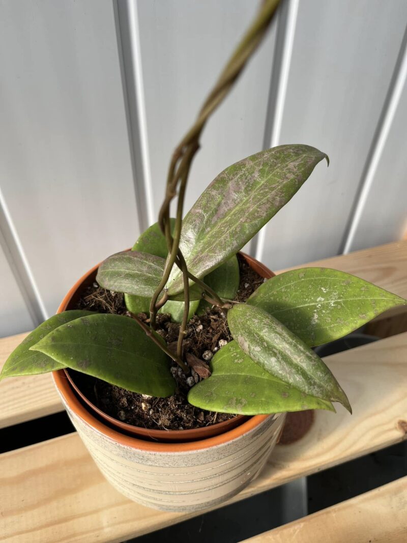 Hoya Wibergiae