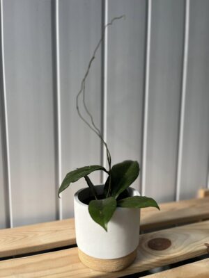 Hoya Erythrina