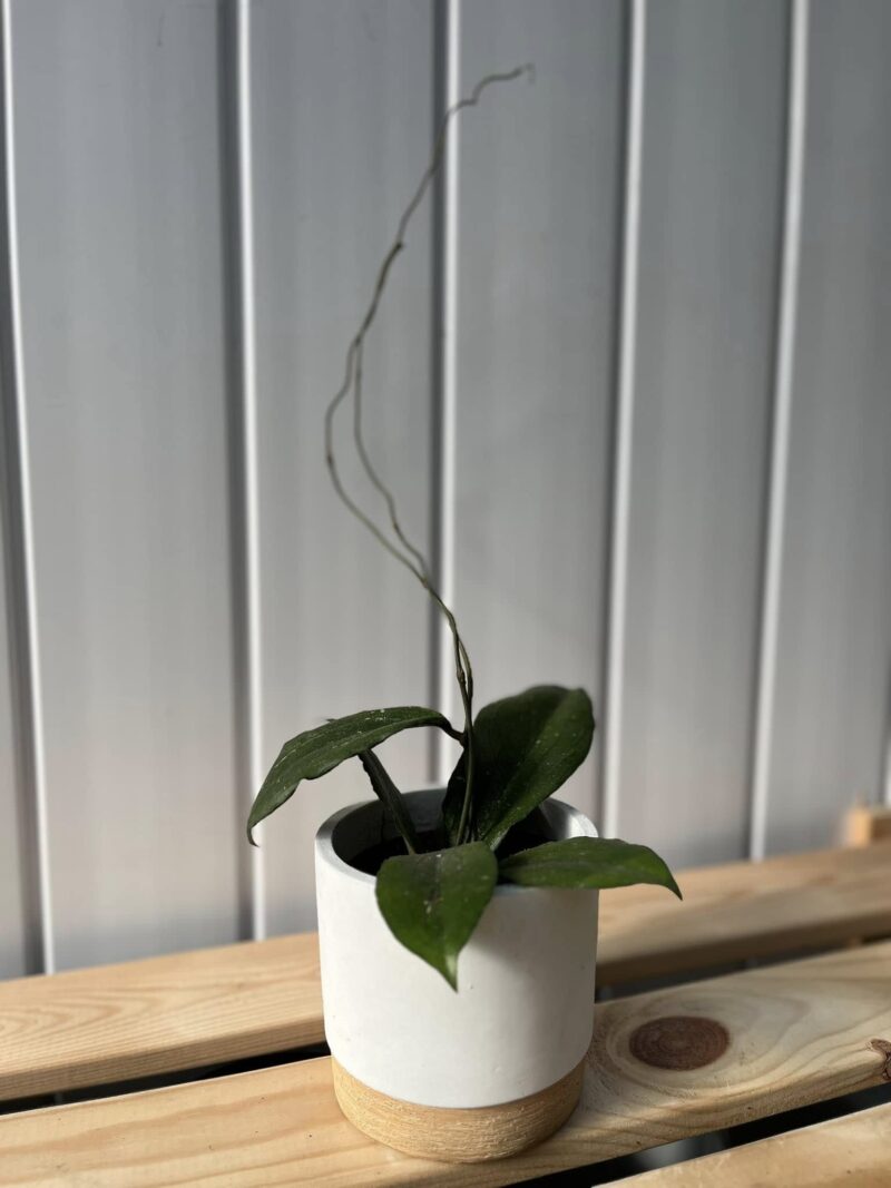 Hoya Erythrina