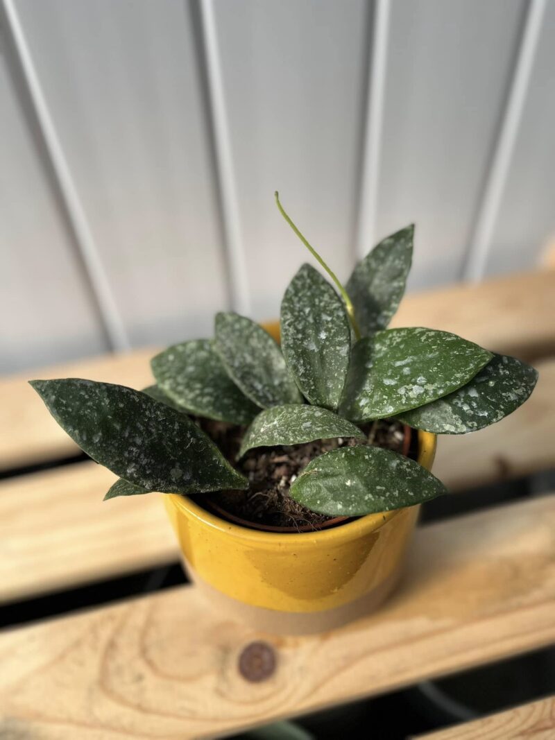 Hoya Rundumensis Splash Hoya Rundumensis Splash