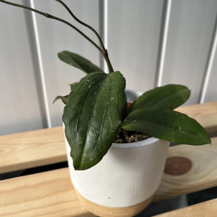 Hoya Erythrina