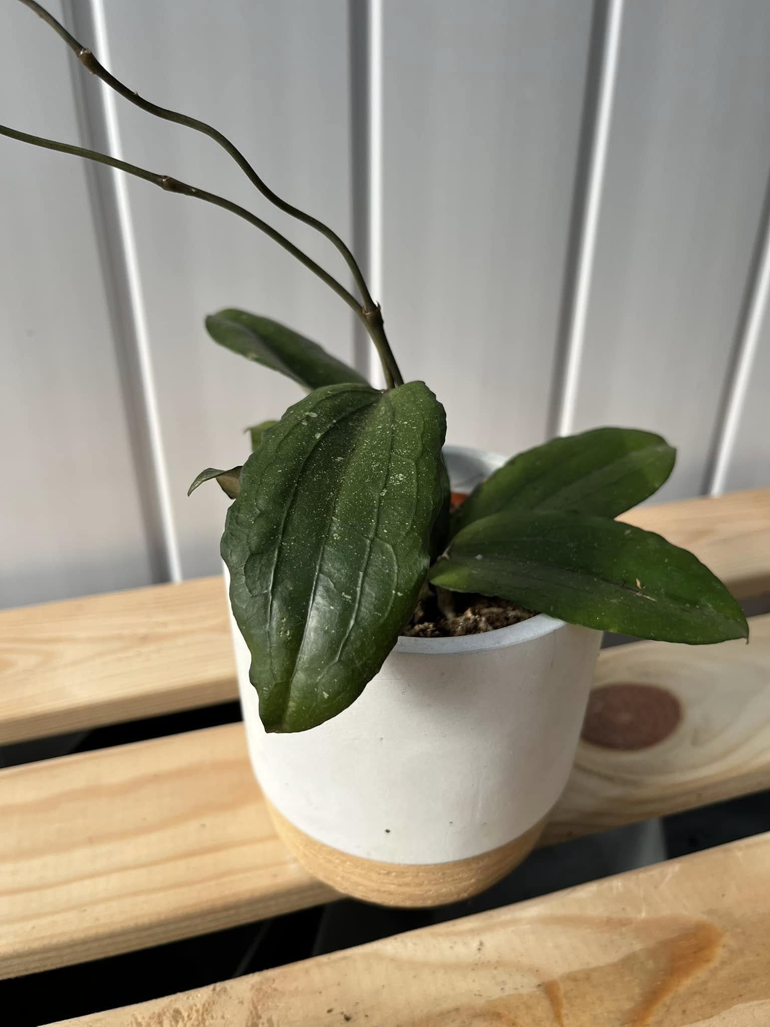 Hoya Erythrina