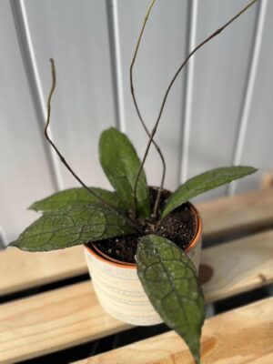 Hoya Clemensiorum Dark Leaf