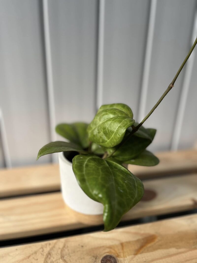 Hoya Sarawak Cream
