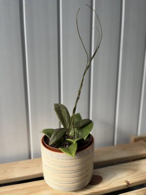 Hoya Wibergiae