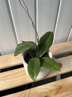 Hoya Erythrina