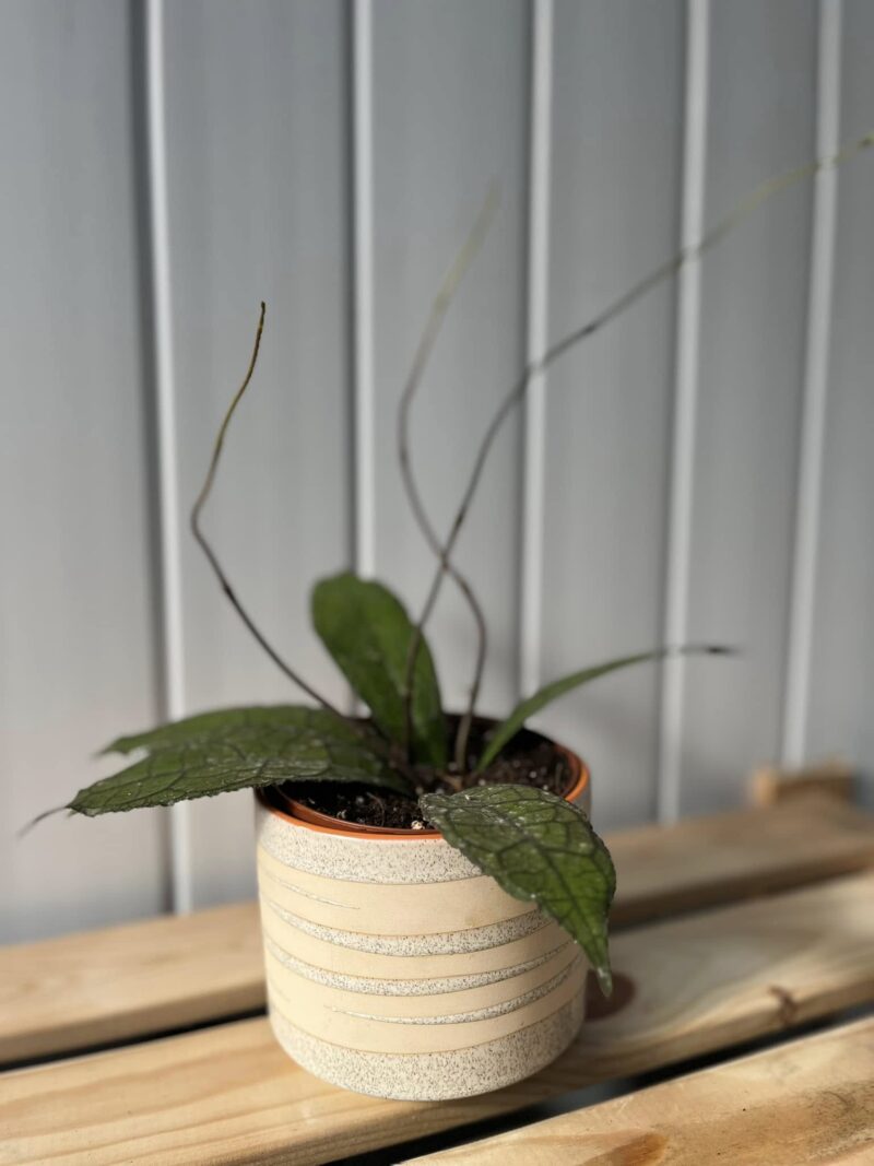 Hoya Clemensiorum Dark Leaf