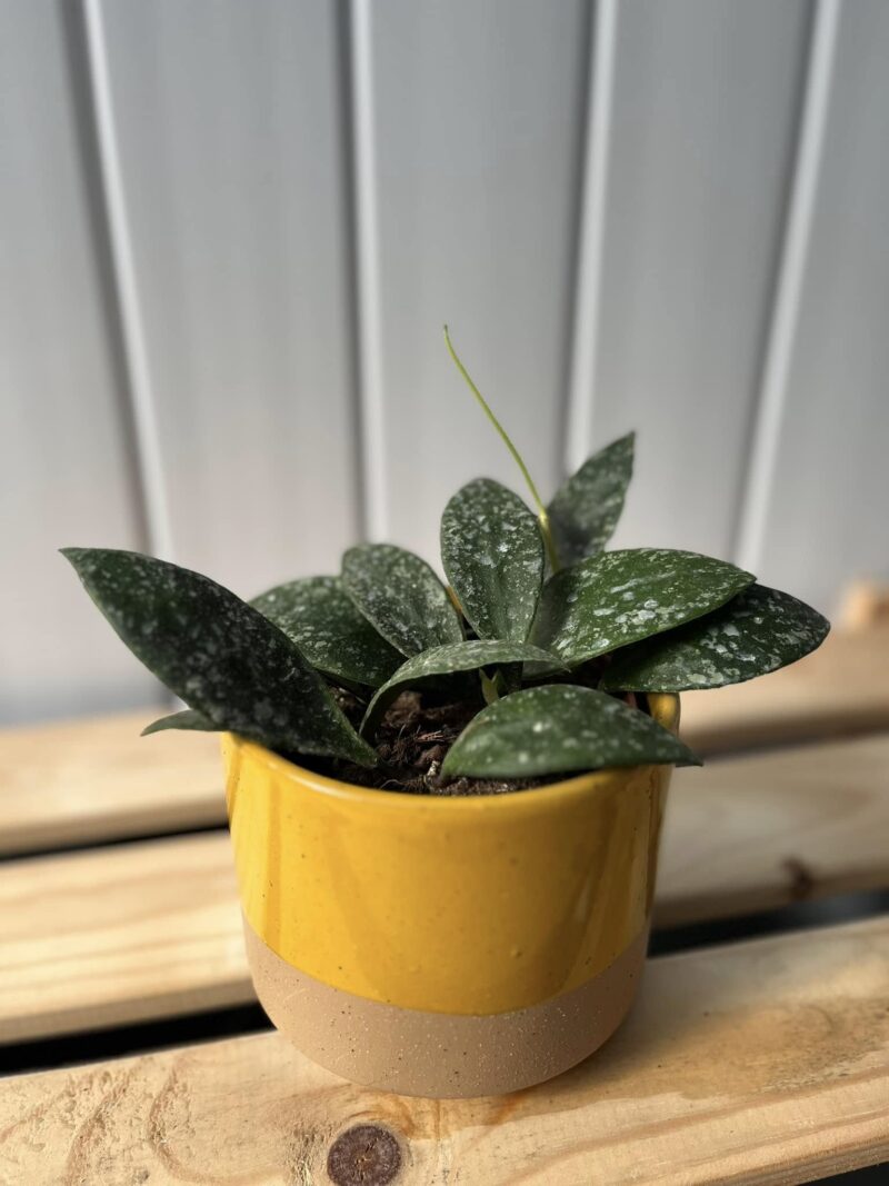 Hoya Rundumensis Splash