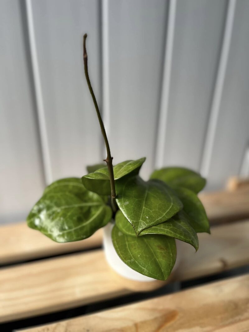 Hoya Sarawak Cream