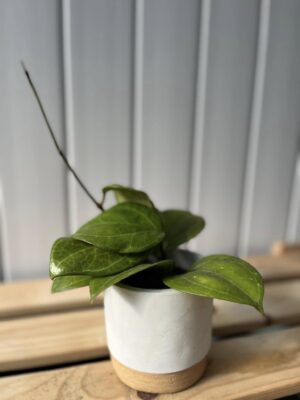 Hoya Sarawak Cream