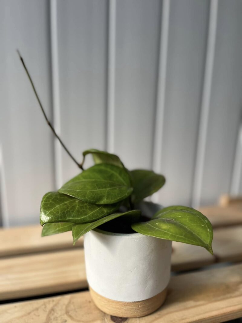 Hoya Sarawak Cream