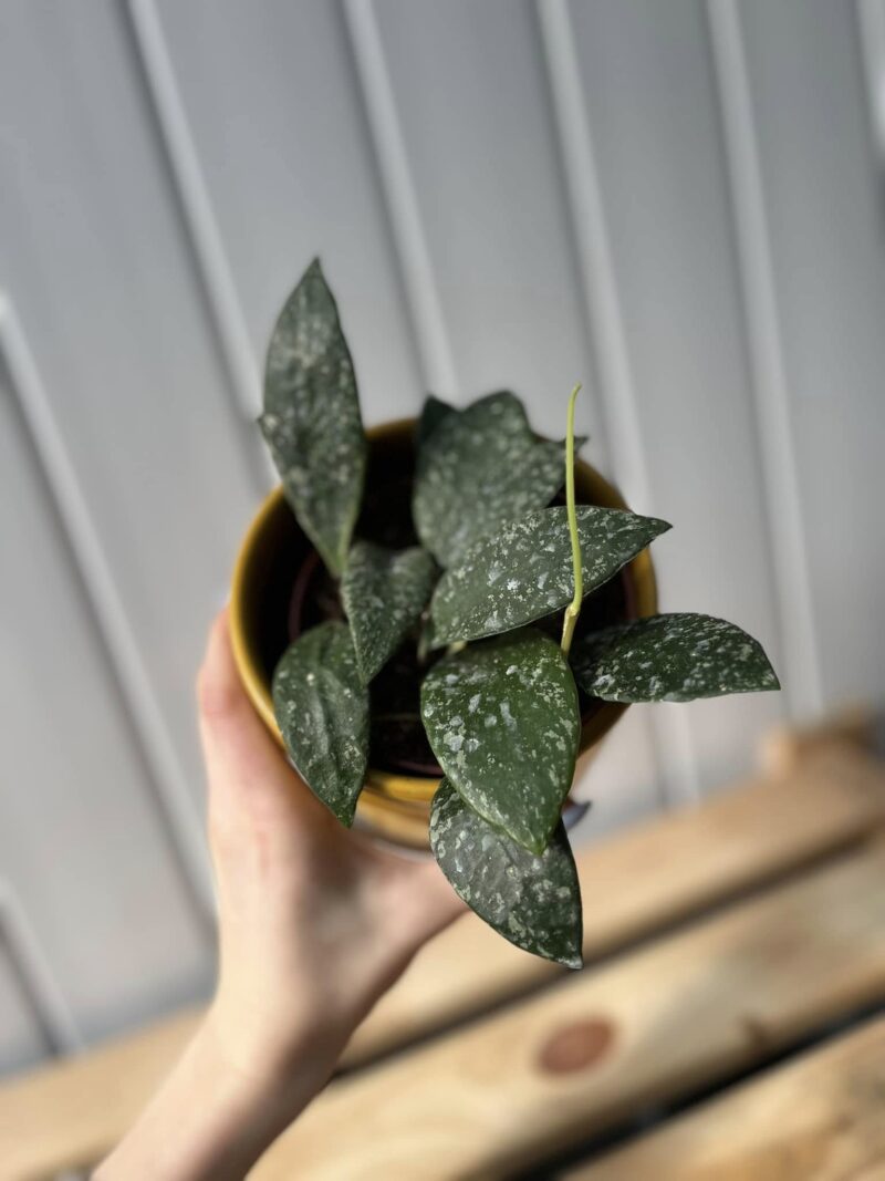 Hoya Rundumensis Splash