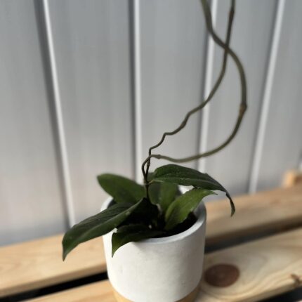 Hoya Erythrina