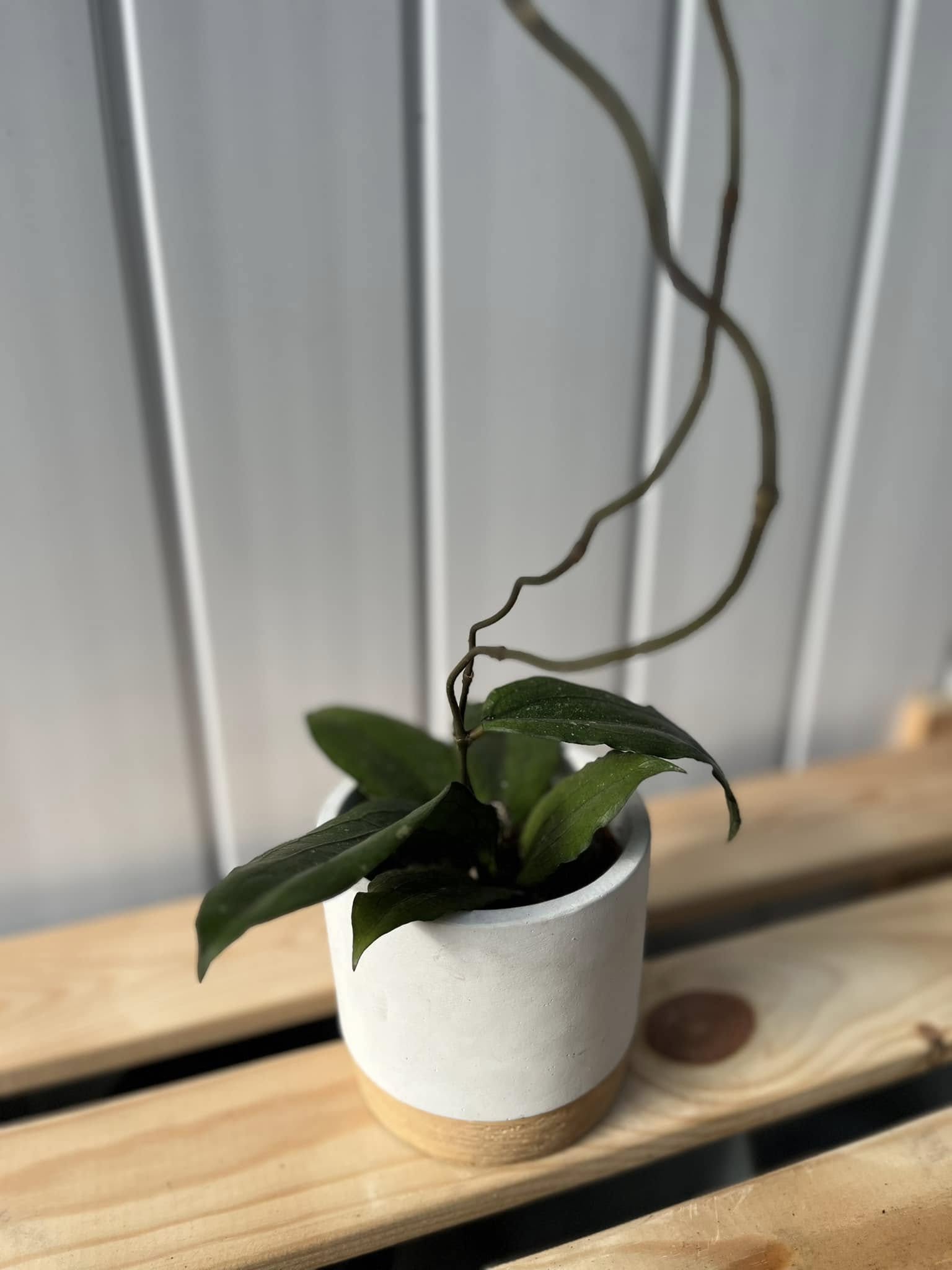 Hoya Erythrina