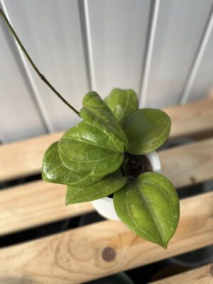 Hoya Sarawak Cream