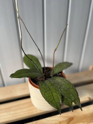 Hoya Clemensiorum Dark Leaf