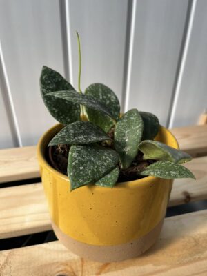 Hoya Rundumensis Splash