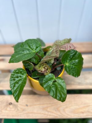 Begonia Ferox
