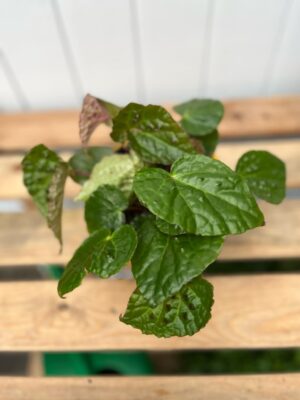 Begonia Ferox