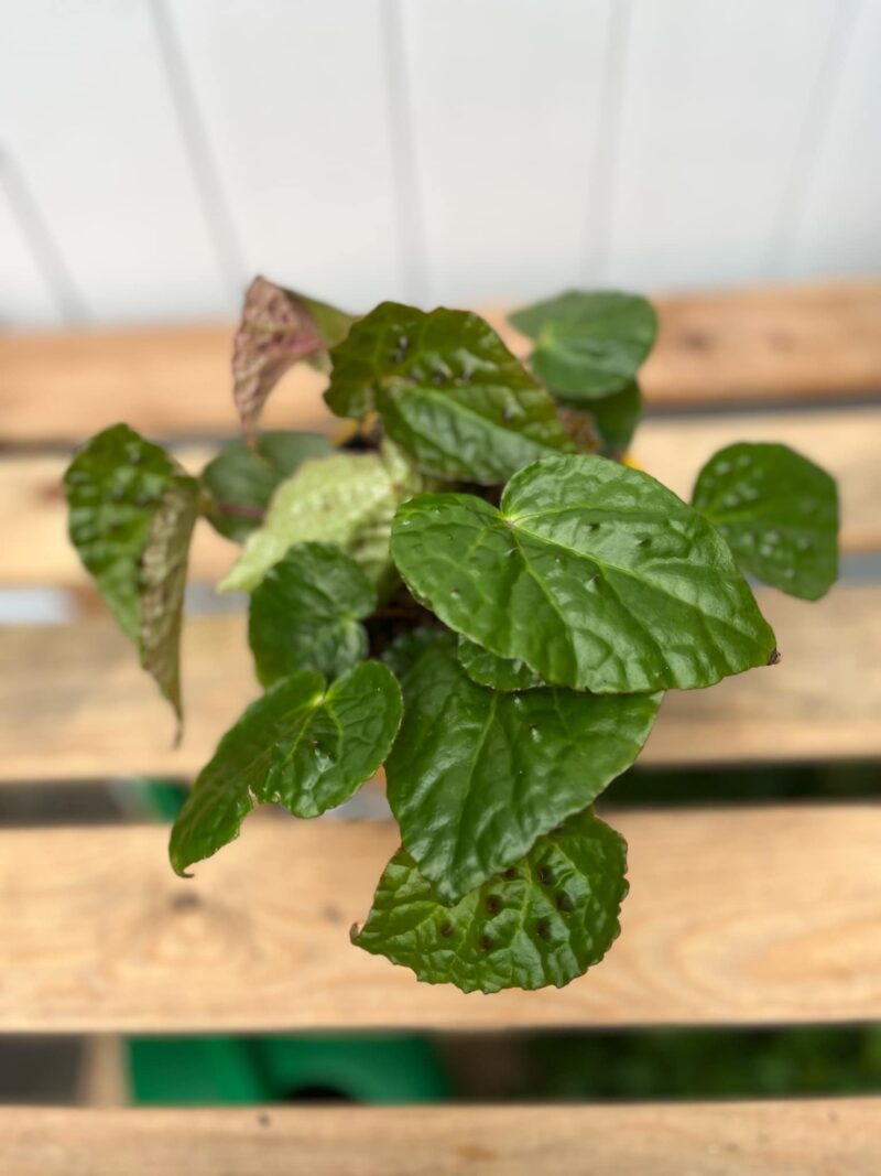 Begonia Ferox