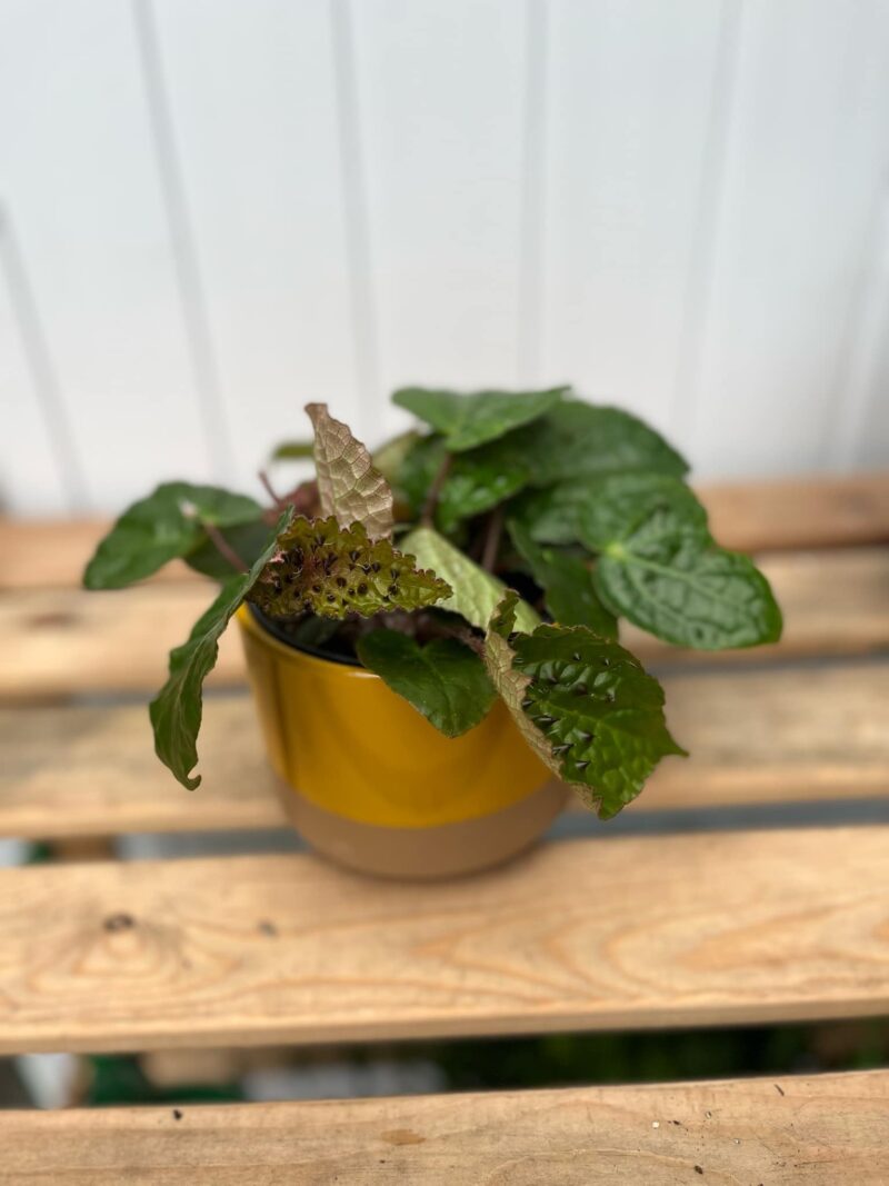 Begonia Ferox