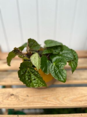 Begonia Ferox