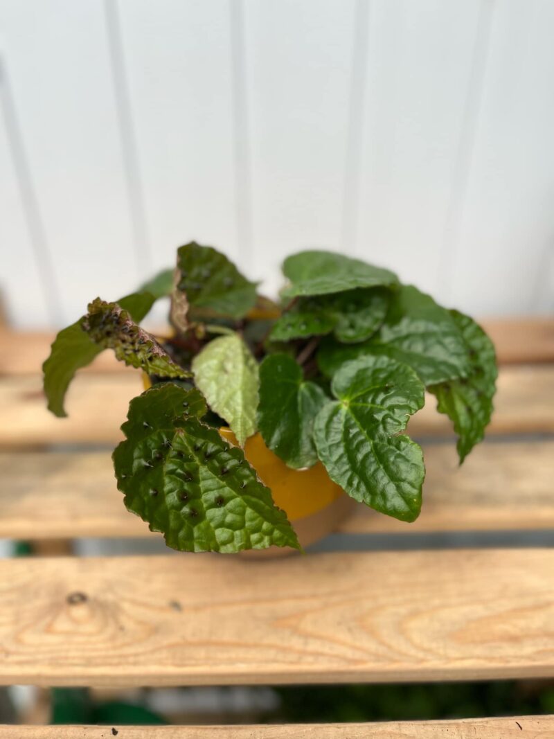 Begonia Ferox