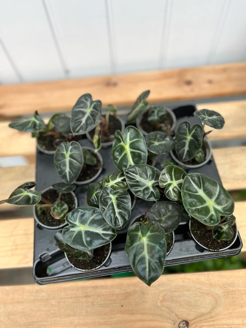 Alocasia Balloon Heart Alocasia Balloon Heart
