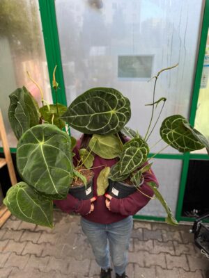 Anthurium Forgetii