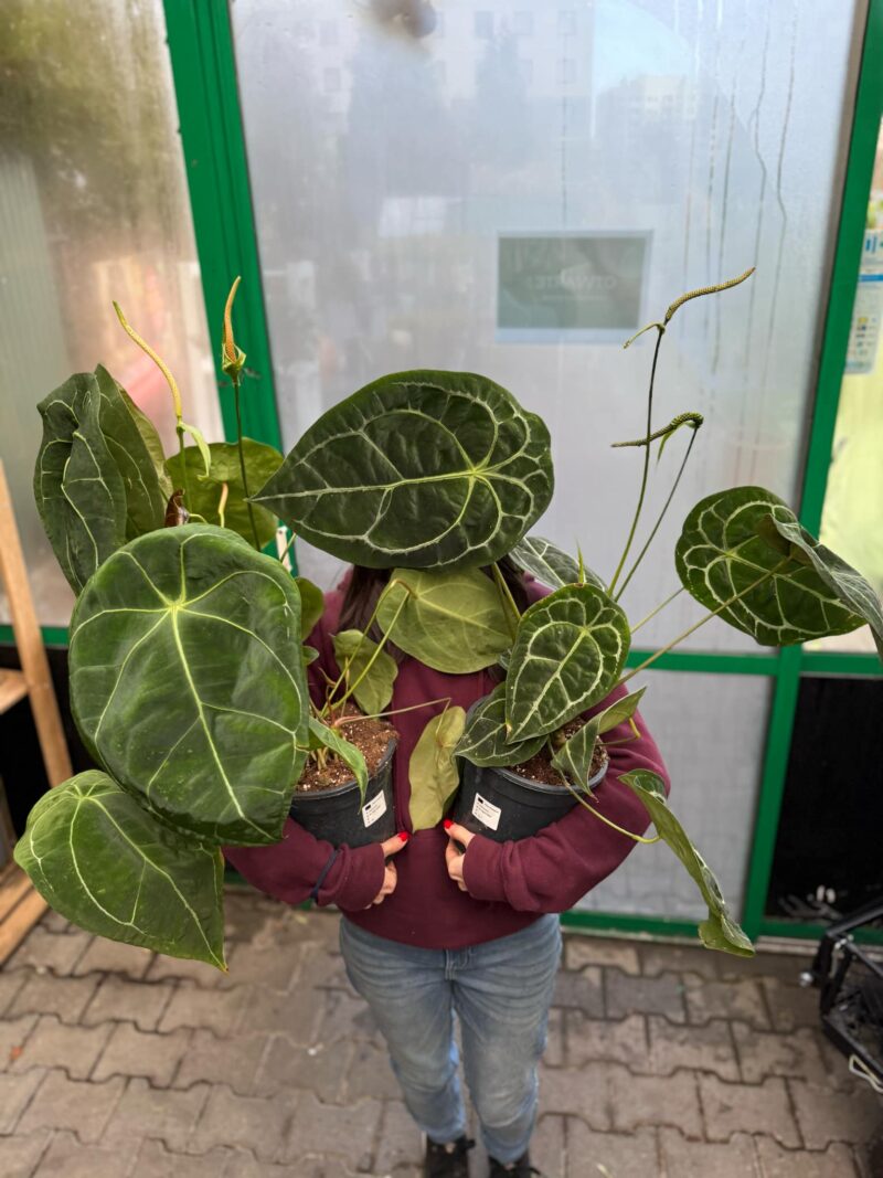 Anthurium Forgetii